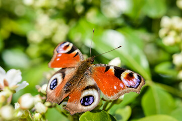 Beautiful Peacock Butterfly on white flowers close up