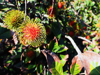 Thai fruit that is on a green tree