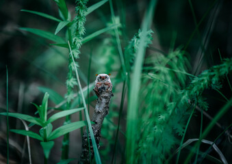 A may bug sits on a broken branch of a shrub.