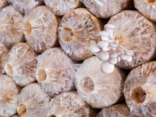 Indian Oyster Mushroom Nursery Arranging on The Factory