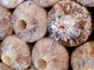 Indian Oyster Mushroom Nursery Arranging on The Factory