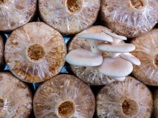 Indian Oyster Mushroom Nursery Arranging on The Factory