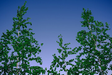Young birches trees and blue skies. Spring birch branch with young leaves against a blue sky. Image with space for text.