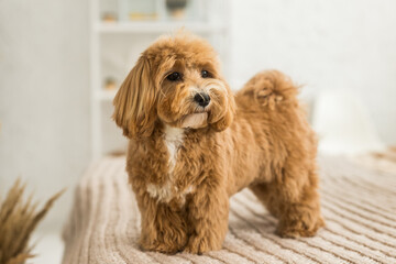 Fluffy toy poodle stand on bed with brown cover