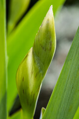 iris buds close up still hidden with leaf and back lit