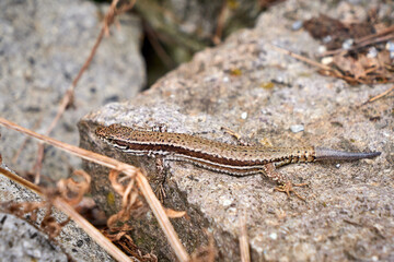 Common Wall Lizard (Podarcis muralis) tail regeneration