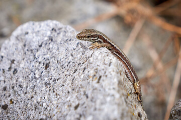 Common Wall Lizard (Podarcis muralis)