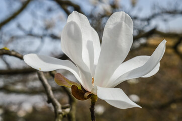 Fototapeta na wymiar White magnolia flower head in spring summer light close up