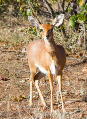 Curious Steenbok in the Kruger Park