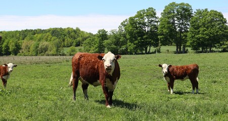 Naklejka premium Hereford cow in the pasture field with two little calves