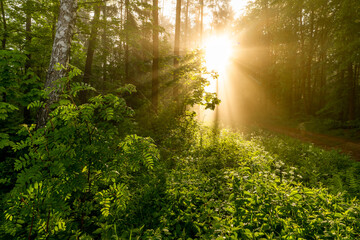 sun shining through the forest