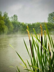Obraz premium reeds on the lake