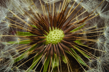 Dandelion seed head after the wind .Close-up. macro