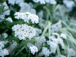 Bunch of White Achillea Nobilis Flowers Blooming