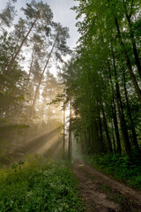 Fototapeta premium path in the forest