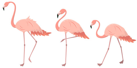 Set of flamingos in different poses. Pink birds in cartoon style.