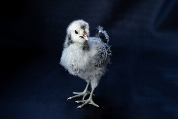 The young White - Gray Appenzeller Chick (It is a breed of chicken originating in Appenzell region of Switzerland) is isolated standing on the cloth of blue colour dark background.