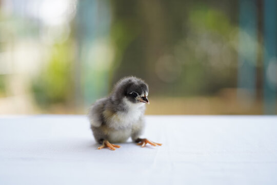 Black Baby Australorp Chick sit on white cloth cover the table with bokeh and blur garden at an outdoor field