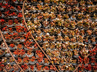 Flowers are in Vertical Structure Garden