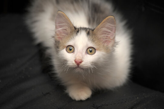 white with gray cute fluffy kitten lies