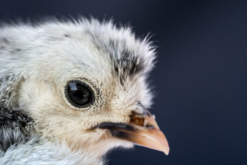 Close up macro photography baby white Appenzeller chick on dark blue background.