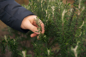 Young hand wearing winter jacket clothes touching Westringia (Native Australian Rosemary) in winter season