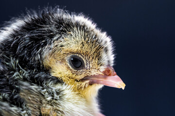 Close up macro photography baby black Appenzeller chick on dark blue background.
