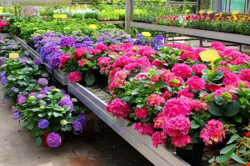 Blooming Hydrangea plants in greenhouse flower nursery, Netherlands 