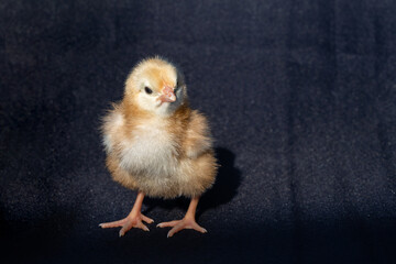 Close up Rhode Island Red baby chick on dark black cloth texture.