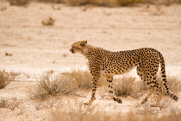 Cheetah walking in the Kgalagadi Park in South Africa