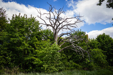 Obraz premium Old tree without leaves