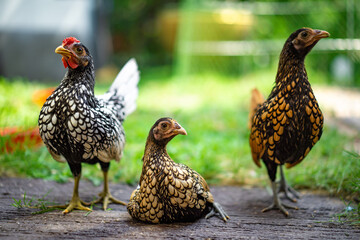 Three Sebright Chicken smart post on a wooden floor in the outdoor backyard home garden in the...
