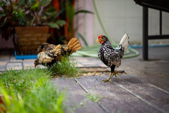 Silver White SeBright Chick walking on the wood cement floor at backyard home garden in afternoon time with 2 SeBright Chicken at the  background.