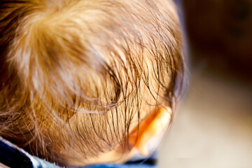 赤ちゃんの後頭部　または赤ちゃんの耳や髪、そして汗