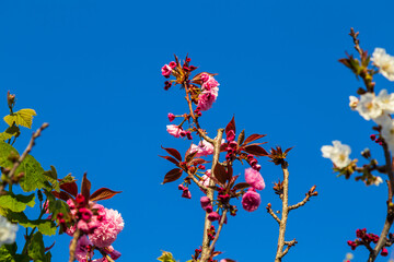 Magnolia branch isolated spring flower blossom. Pink blooming tree elements design. Bloom flowers branch on white, vector magnolia tree blossom, pink petals, buds