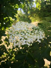 Blooming Elderberry Flower Close Up