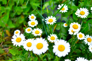 Flowers of white daisies close up in summer