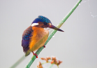 Malachite Kingfisher perched on a reed