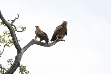 Pair of Tawny Eagles in a dead tree