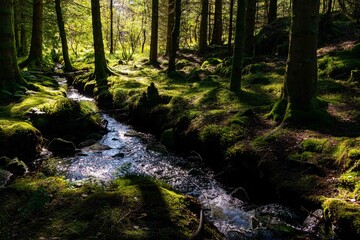 Stream in the forest 2