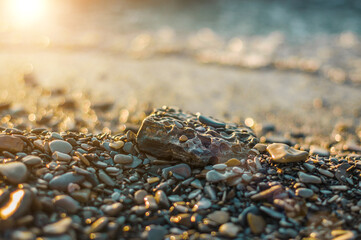 Beautiful shaped rock at gravel beach on sunset time. Black Sea coast.