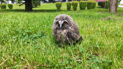 Owl cub separated from its nest in its natural environment.