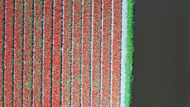 Aerial view of tulip bulb-fields in springtime, Holland, the Netherlands