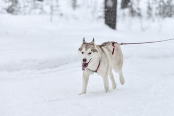 Husky sled dog running
