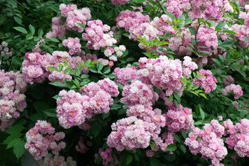 Beautiful background of pink roses