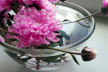 Beautiful bouquet of pink chrysanthemums in a glass vase, aquarium with water. Floristics Interior decor with chrysanthemum flowers. Two colors pink and green. Close-up of flowers.