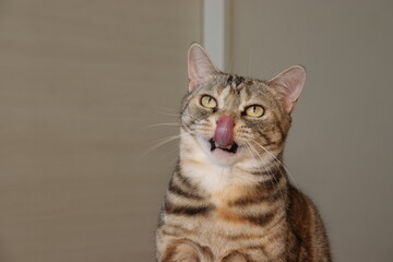 鼻をなめるキュートな猫アメリカンショートヘア