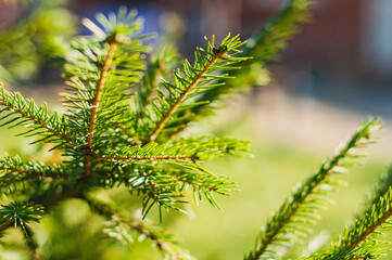 Green fir branches in the garden on summer day