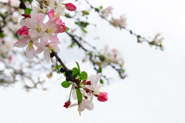 Close up of beautiful and delicate pink bud and white bloom Apple blossom on branches isolated on white background.