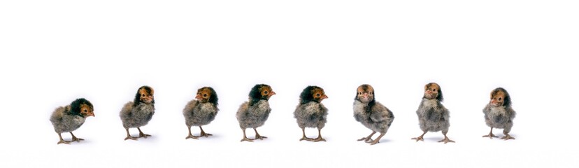 Isolated Cute black brown baby Appenzeller Chicks set on the row on white clear background studio light.
